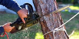 Best Emergency Tree Removal  in Morocco, IN
