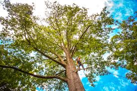 Best Tree Preservation Services  in Morocco, IN