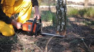 Tree and Shrub Care in Morocco, IN