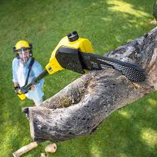 Morocco, IN Tree Removal Pros